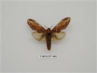 藏品(話筒舟蛾)的圖片